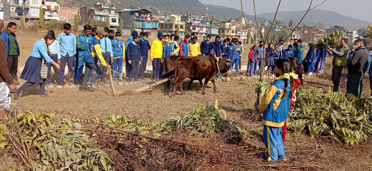 तनहुँ, व्यास नगरपालिकास्थित निर्मल उच्च माविका विद्यार्थीलाई हलो जोत्न सिकाइँदै। तस्बिर स्रोतः महेन्द्र न्यौपाने